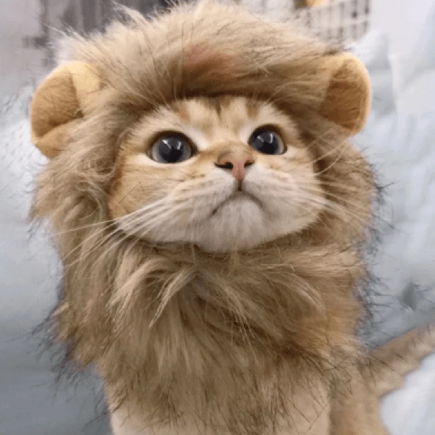 Pet Cute Lion Bristle Cat Wig  For Dog & Cat Decorative Accessories Lion Cosplay Costume Fancy Hair Headgear Pet Supplies